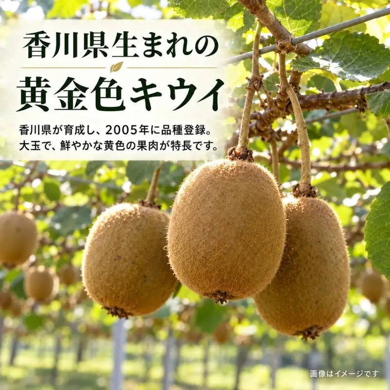 香川県オリジナルキウイ「さぬきゴールド」大玉約1.2kg　果実 甘い 讃岐 くだもの ジューシー フルーツ 果物詰合せ