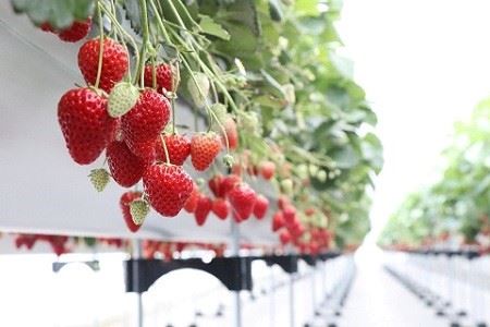 伊豆の国市いちご狩り共通券（1名様分）