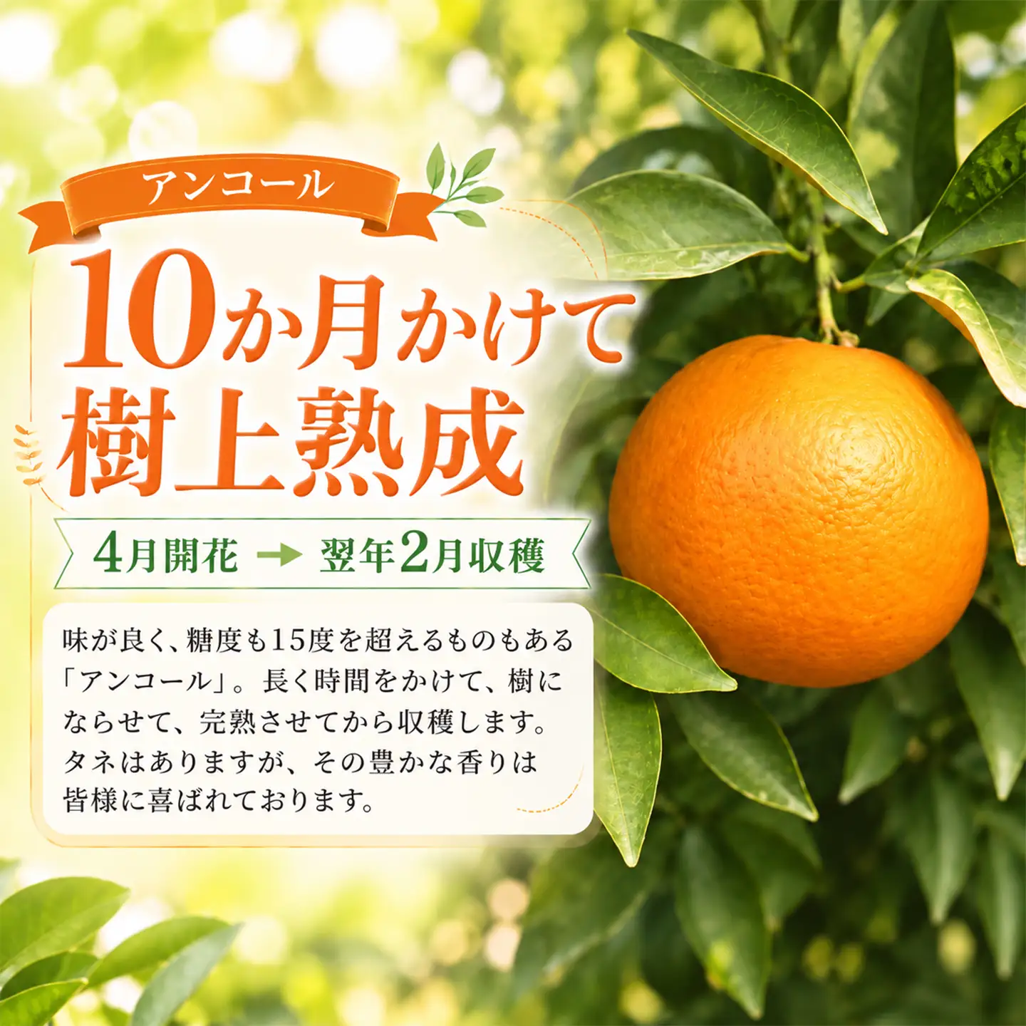 アンコール 2.5kg 特選 甘い 柑橘 2027年発送 先行予約 ／ 野菜ソムリエ石児さんの「アンコール 2.5kg」＜103-021＞