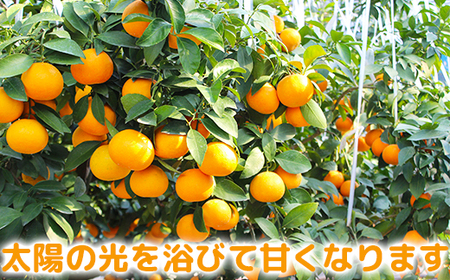 12月発送開始 おひさまきらりん 秀品 約1.5kg 【今村農園】 果物 みかん 期間限定 数量限定 九州 大分県 ＜107-023＞
