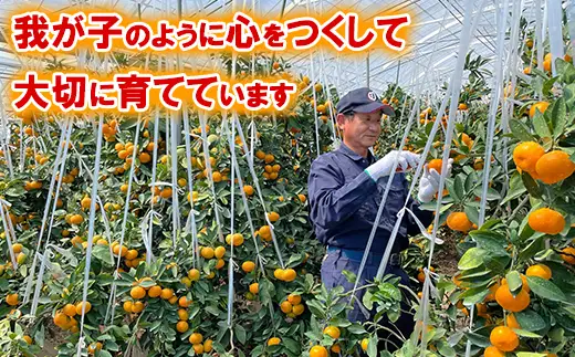 【数量限定】おひさまきらりん + 蔵姫 (くらひめ) 生搾り100%ジュース 2種3本 飲み比べ セットB【今村農園】 甘い 爽やか ストレート 果汁 100% オレンジ ジュース みかん ミカン 蜜柑 天草 あまくさ 紅甘夏 べにあまなつ のみくらべ 美味しい ビタミン 九州 大分県 おすすめ フルーツ くだもの 果物 ＜107-040＞