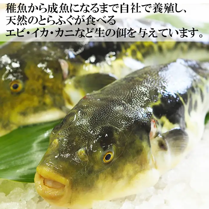 [冷凍] 豊後とらふぐ 料理セット 2人前 【大分水産】 海鮮 刺身 鍋 九州 大分県 ＜104-033＞
