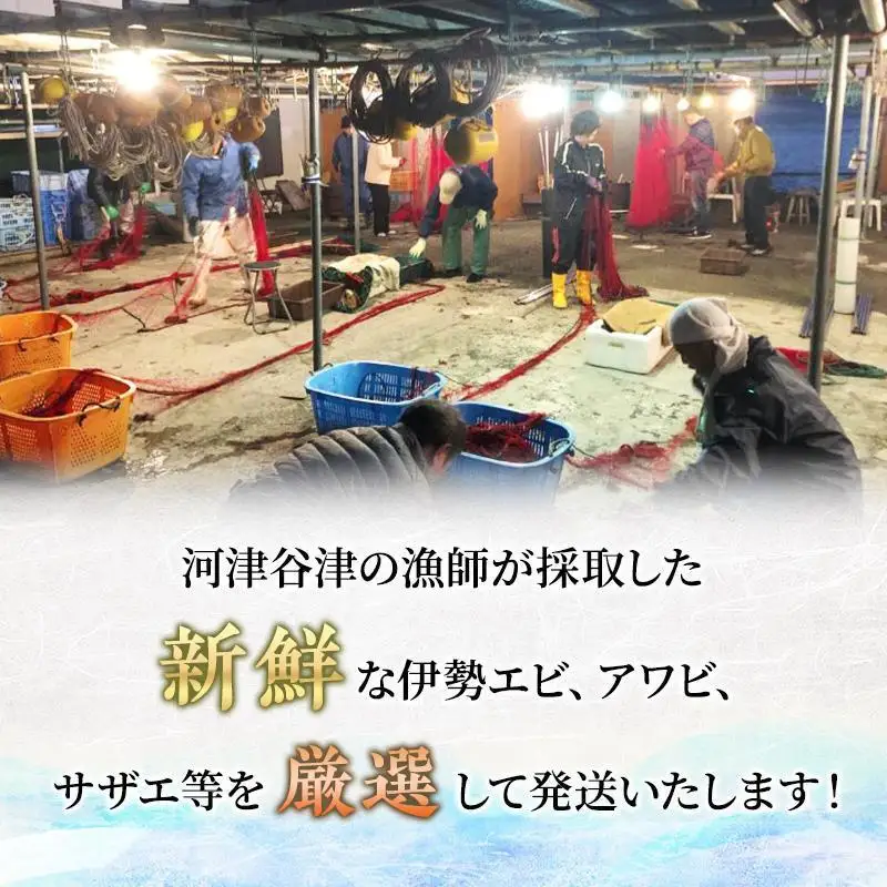 海鮮セット 年2回 定期便 アワビ 伊勢海老 刺身 海鮮セット