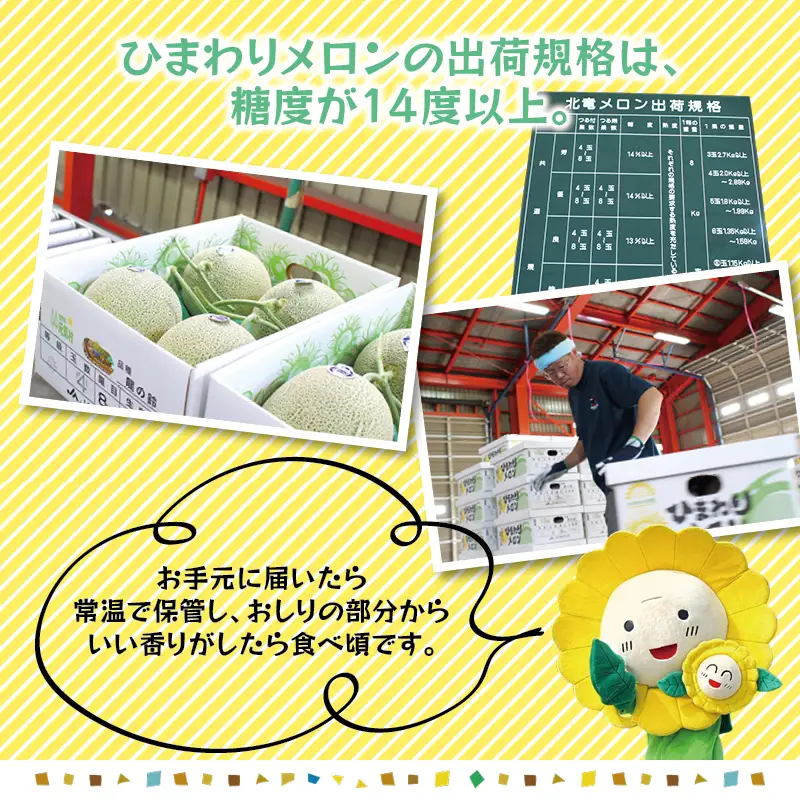 令和8年産 【赤肉】ひまわり メロン 2玉 ※9月中旬から10月中旬に順次発送 2玉 1箱 【sun514-aka-2A】