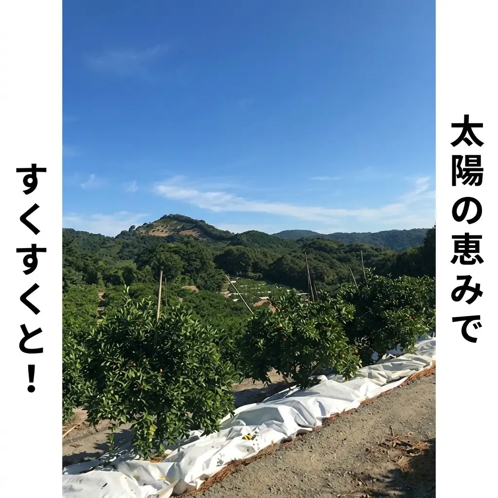 低温貯蔵ハウス不知火　約5kg 果物類 柑橘類 柑橘 フルーツ みかん ミカン