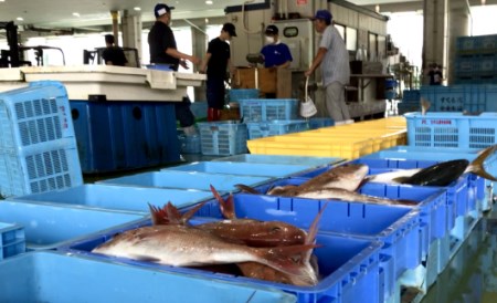 詰合せセットB 海鮮 新鮮土佐魚 海鮮