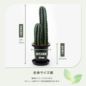 【観葉植物】二本立ち柱サボテン 50cm～70cm Green Farm M IB075-006 観葉植物 ※北海道・沖縄・離島配送不可