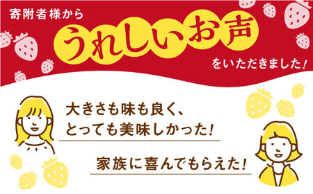 先行予約 2027年1月〜発送 いちごさん（化粧箱入り400g） / いちご [IBJ002]