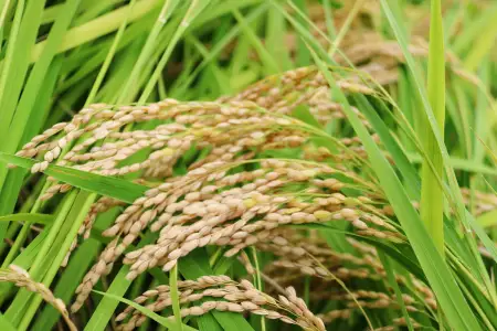【玄米】減農薬米（ こしひかり100%）30kg【令和8年産 2026年産 お米 こめ コシヒカリ 30kg 米 玄米 エコロジー米 エコファーマー認定 減化学肥料 ダイエット 島根県産 大田市産】