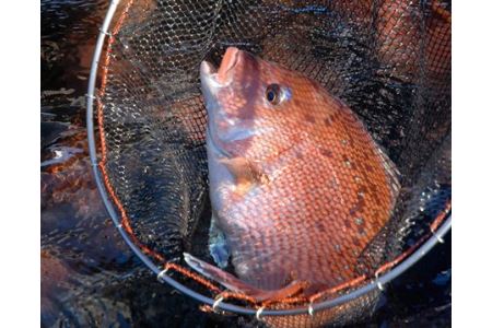 （冷蔵）寶鯛の詰め合わせ 3種 5個セット  真鯛 大下水産