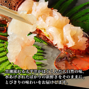 【活伊勢海老】伊勢海老 約800～850g 3～4尾 