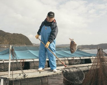 【真鯛】寶鯛 西京漬 お茶漬 セット 冷蔵 大下水産