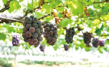 ぶどう農家浅桑園のこだわり巨峰のぶどう酢セット 果物 フルーツ たれ ドレッシング 果実酢 果汁飲料 野菜飲料 ぶどうジュース ブドウ 葡萄 調味料 