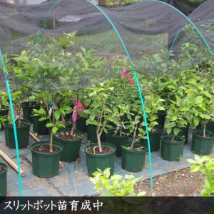 柑橘類 甘夏みかん 3年生 苗木 《訳あり》