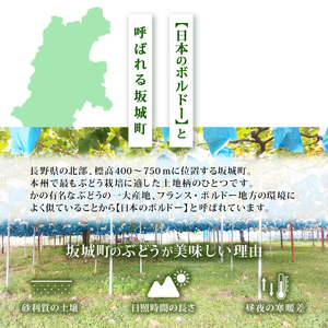【11・12月発送】富山葡萄園の冷蔵シャインマスカット 2kg以上（3-4房）長野 信州 坂城 産地直送※配送不可エリアあり※ 果物類 ぶどう ブドウ フルーツ 