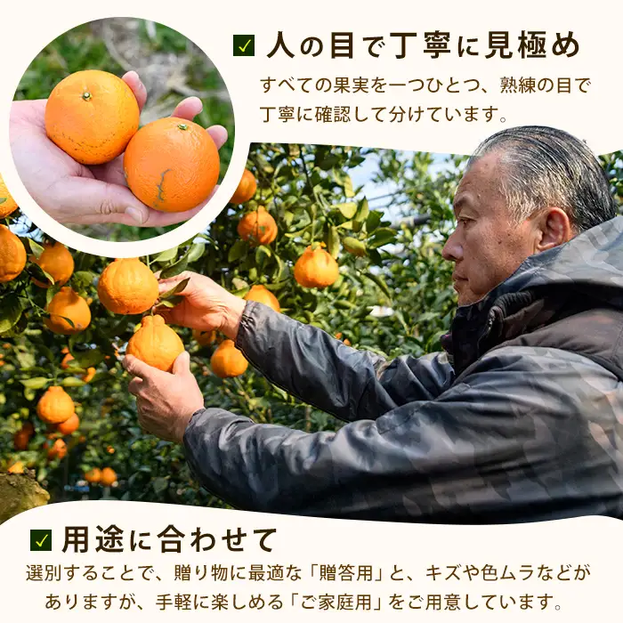2027年発送 ぽんかん 約5kg  ポンカン みかん IB064-004