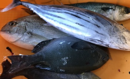 旬の地魚（2種）お造りセット(1-2人前) 刺身