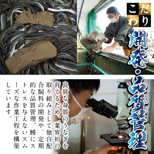 日ノ本一の鰻の蒲焼き＜極特大＞2尾セット(計616g以上) うなぎ 鰻 ウナギ 国産 鹿児島県産 九州産 蒲焼き 冷凍 うな重 ひつまぶし b7-010