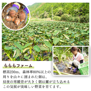 【四万十町産】 土付き さといも （2.5kg）Fiz-B03 里芋 野菜