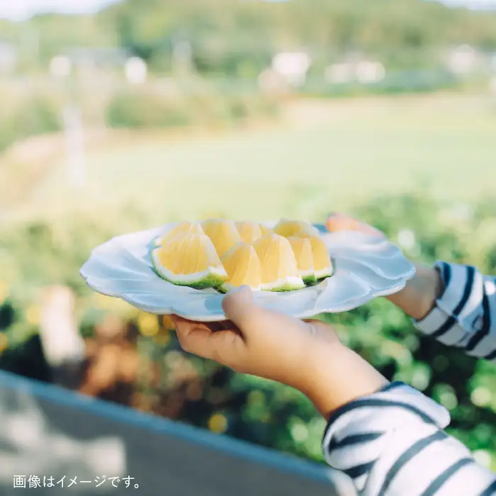 【波佐見焼】7寸輪花皿 プレート 白 2枚セット 食器 皿 【イロドリ】 [KE02] 波佐見焼