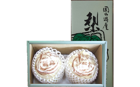 梨 先行予約 新高梨 2玉 約1.6kg（1玉約800g）なし フルーツ 果物 梨