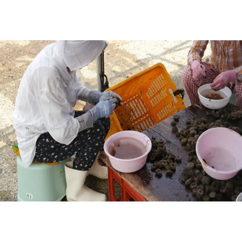 ウニ／日本三大珍味の一つ！ 塩雲丹（汐うに）50g 2本セット＜ひと匙でもまったり濃厚、生ウニとは異なる凝縮した旨味＞ウニ・雲丹・汐雲丹・塩ウニ・塩ウニセット・瓶詰めウニ・バフンウニ