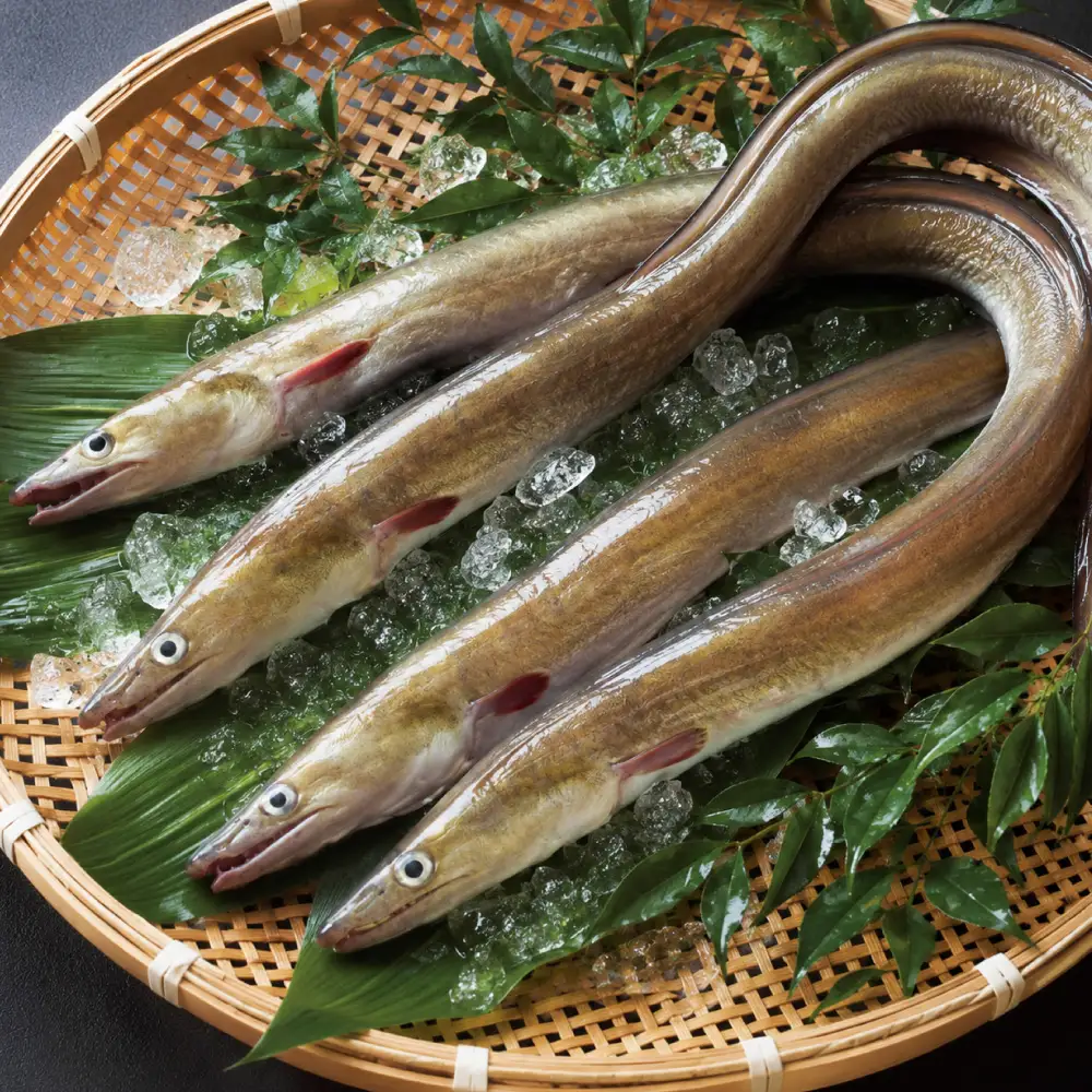 のぞみ 照焼 はも 500g 【2026年5月上旬から12月上旬発送予定】