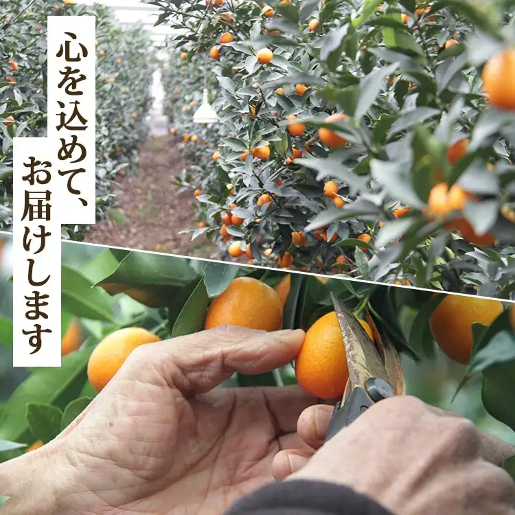 【先行受付】きんかん 約1kg 完熟 きんかん ku-0032