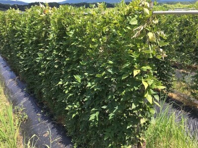 アピオス 桑原農園 錦町産 熟成 根菜 アピオス【約1.2kg】