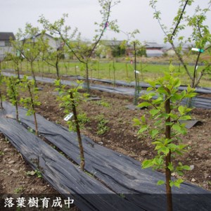 アンズ(杏) ハーコット 2年生 苗木 ＜すだ農園＞