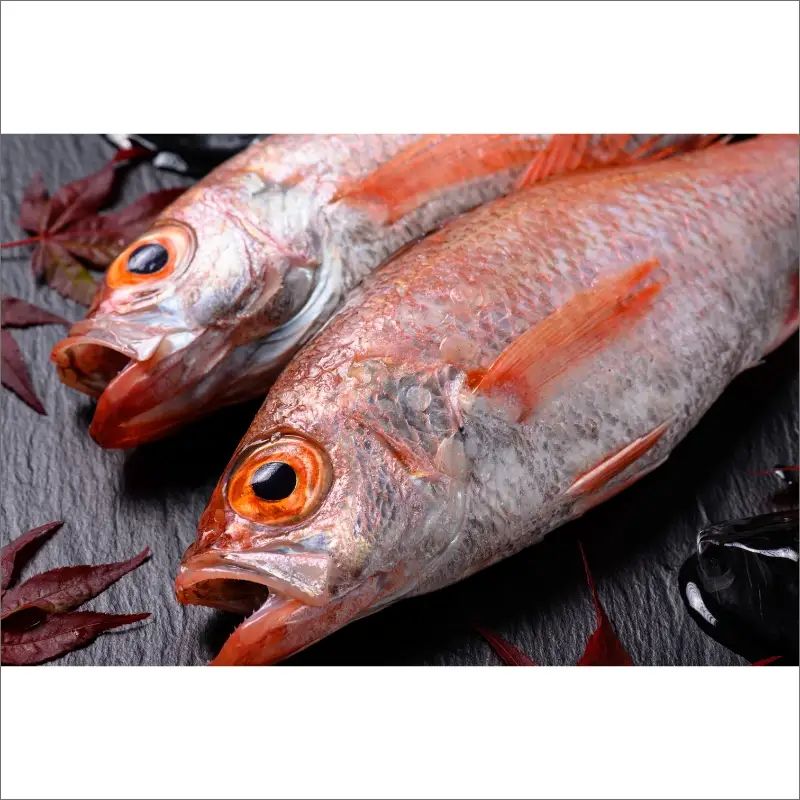 のどぐろ一夜干し３尾 500g級使用「魚政のひもの」 のどぐろ 干物