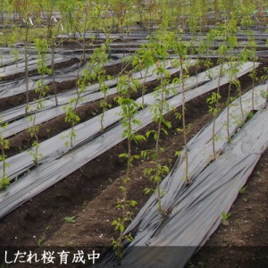 サクラ(桜) 八重紅しだれ桜 2年生 苗木＜すだ農園＞