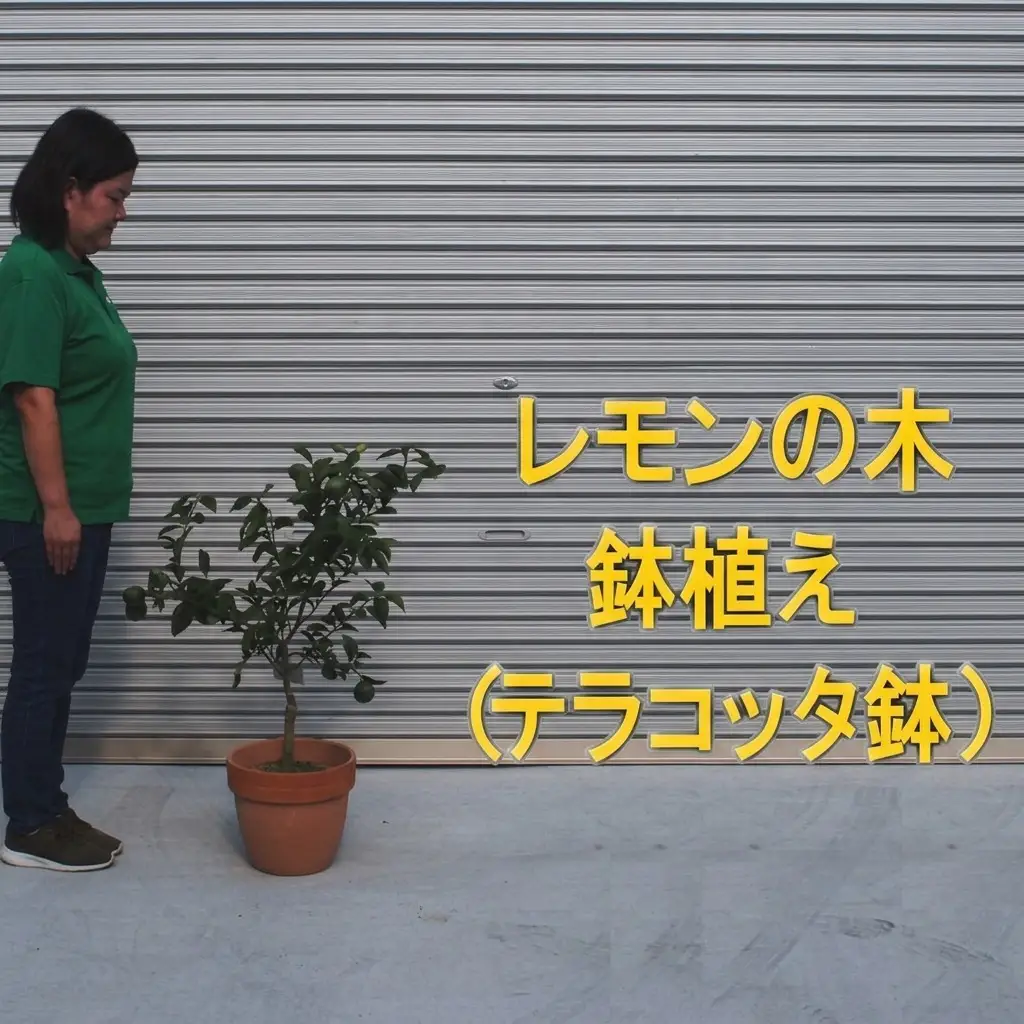 苗木 レモンの木鉢植え テラコッタ鉢 30cm れもん 苗木
