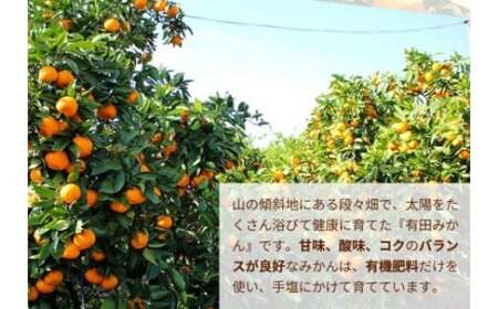 有田みかん こだわりの完熟 4kg＋150g(傷み補償分) ｜ みかん