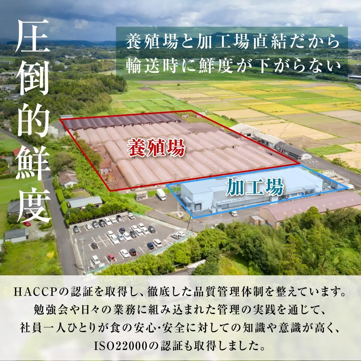 国産 鹿児島県産 うなぎ 長蒲焼 2尾  330g以上 ｜うなぎ 鰻　