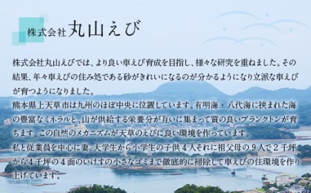 ＜ R8年熊本地震復興支援 ＞揚げるだけ！ 熊本県産 車えびフライ（8尾 × 2パック）