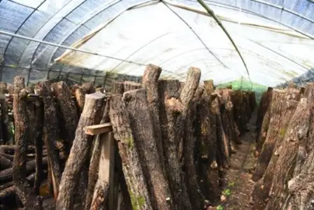 【阿蘇・南小国町産】極上の香りを放つ希少な 原木しいたけ 1kg 南小国産 原木しいたけ 極上 きのこ キノコ 椎茸 しいたけ シイタケ 生 野菜 極上 高級 ギフト 贈答用 熊本 阿蘇 南小国町 送料無料