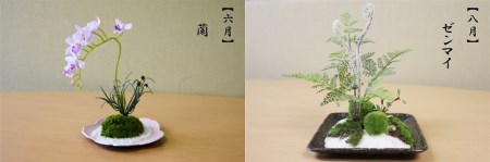 【偶数月にお届け】和モダン 苔盆栽の6回定期便 
