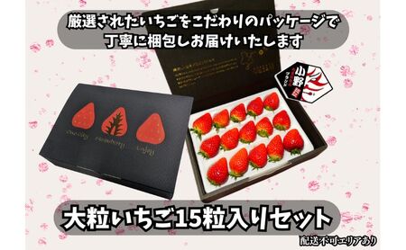 いちご 大粒 新鮮 15粒入り いちご
