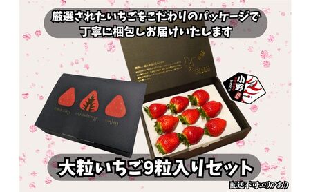 いちご 特大粒 新鮮 9粒入り いちご