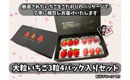 いちご 超特大粒 3粒入り×4パック いちご