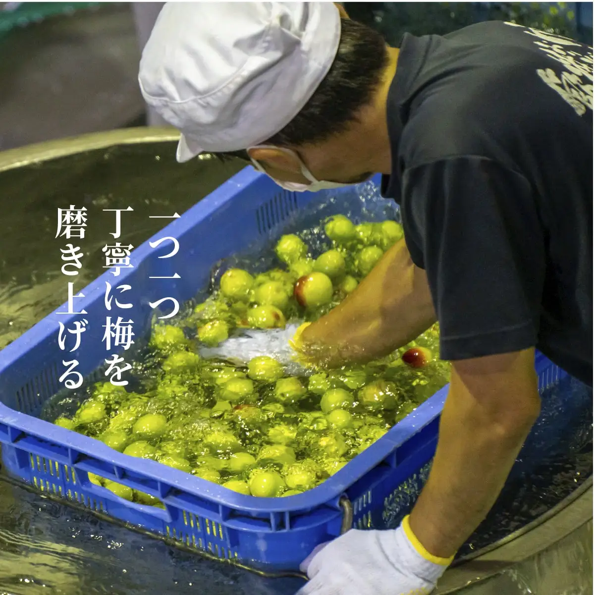 熟成梅酒＆日向夏みかん酒セット 本格 お酒 飲み比べ 味比べ お酒セット 詰め合わせ お酒詰め合わせ 瓶 贈答 贈り物 ギフト プレゼント 晩酌 宅飲み 家飲み 飲み会 国産 宮崎県 高千穂町 _Tk023-021