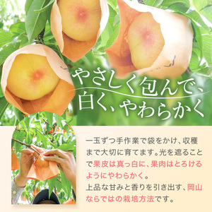 桃 先行予約 白桃 約1.5kg 5～7玉 JA晴れの国 糖度センサー選果 もも モモ 桃