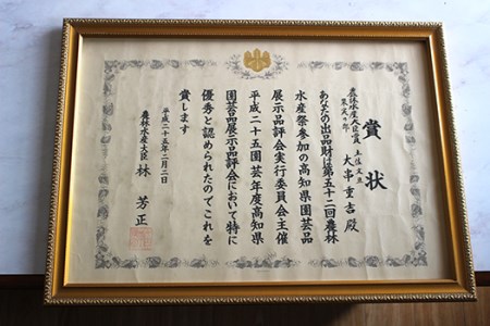 土佐文旦 5kg 家庭用 文旦