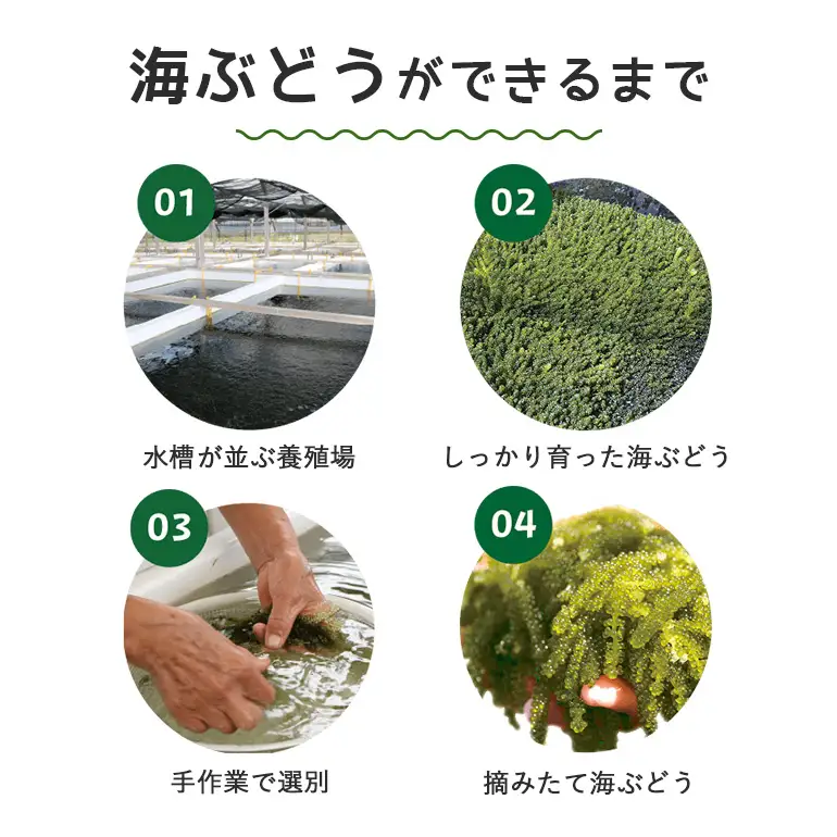 朝採れ! ぷちぷち 海ぶどう 400g 沖縄県産 海ブドウ たれ付き 無着色 沖縄 特産品 沖縄グルメ 海の宝石 海藻 海ぶどう丼 サラダ おつまみ おかず 沖縄料理 常温保存 贈答用 ギフト 産地直送 沖縄県 糸満市