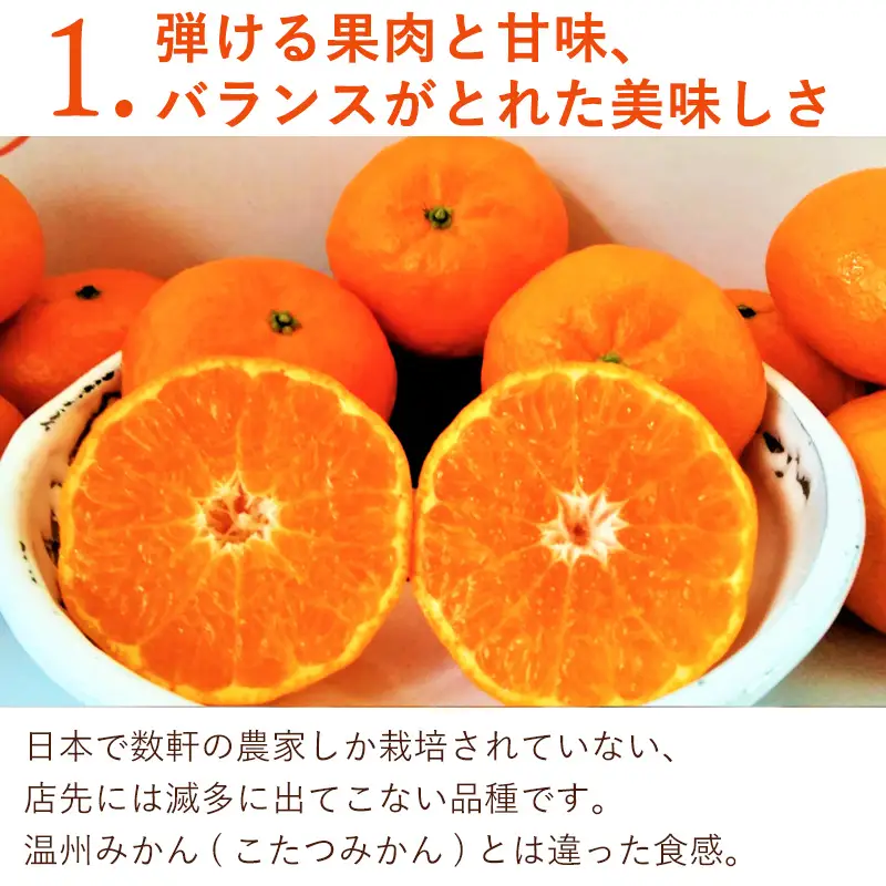 『先行予約』【令和9年1月下旬発送】浜王(はまおう) ハウス栽培 唐津産 5kg 口之津(くちのつ) 39号みかん フルーツ 果物 柑橘 かんきつ