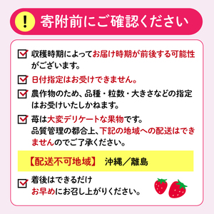 いちご 約1kg 先行予約 2026年11月より順次発送 いちご