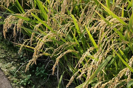 特撰 大富米（5kg×2袋）
