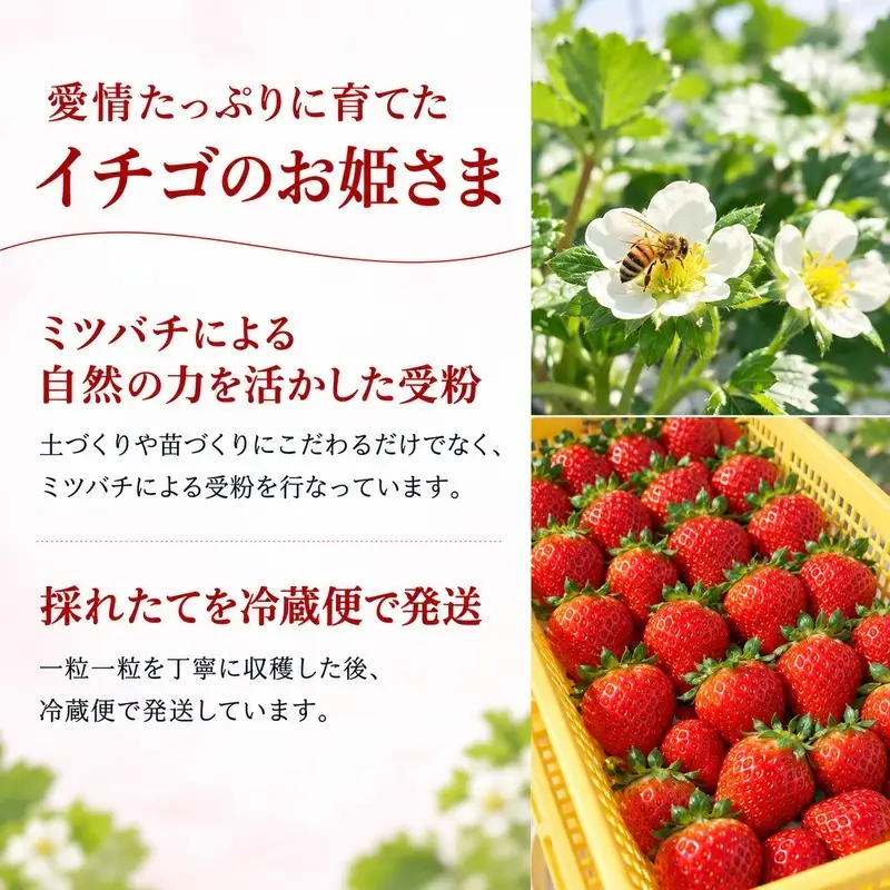 いちご さぬきひめ 香川県産 大粒 いちご【2kg 冷蔵】 【46312083】