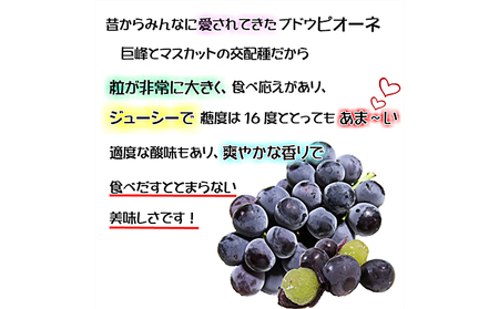 ぶどう 2026年 先行予約 ニュー ピオーネ【8月中旬～順次発送分】約2kg（2房～5房）秀品 糖度抜群！ 種無し ブドウ 葡萄  岡山県産 国産 フルーツ 果物 ギフト 果物類 